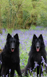 Belgian shepherds