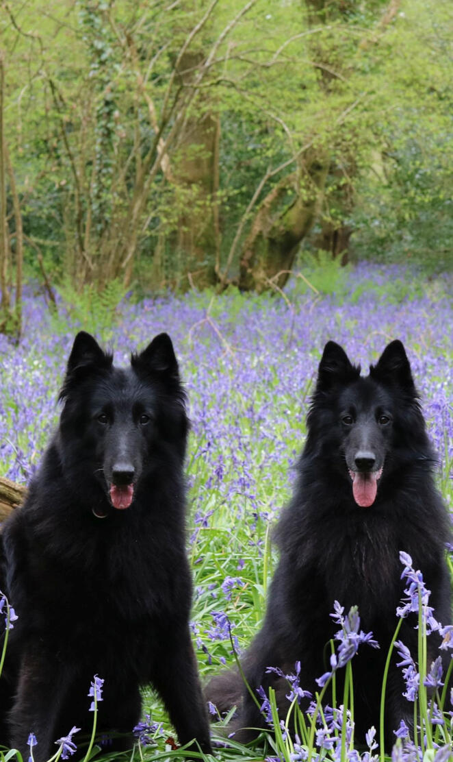 Belgian shepherds
