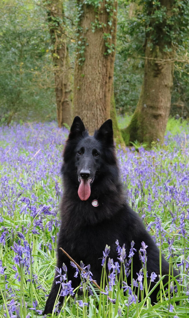 Belgian shepherd