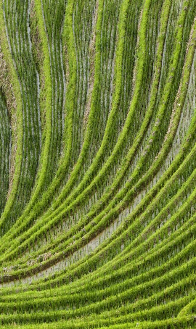 Rice fields