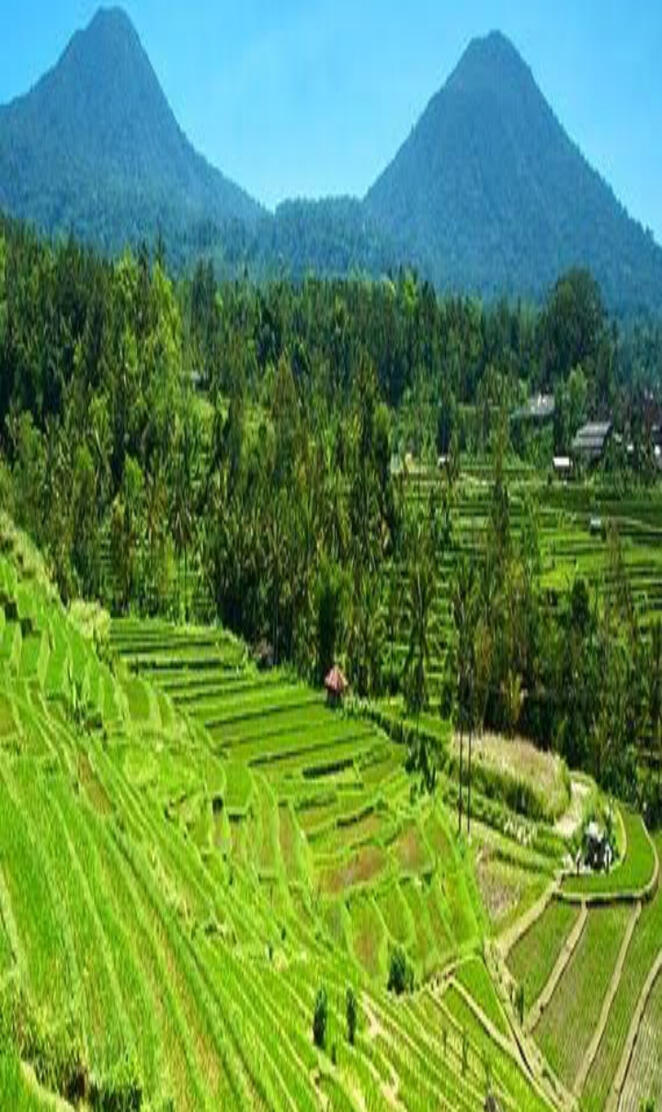 Rice Field