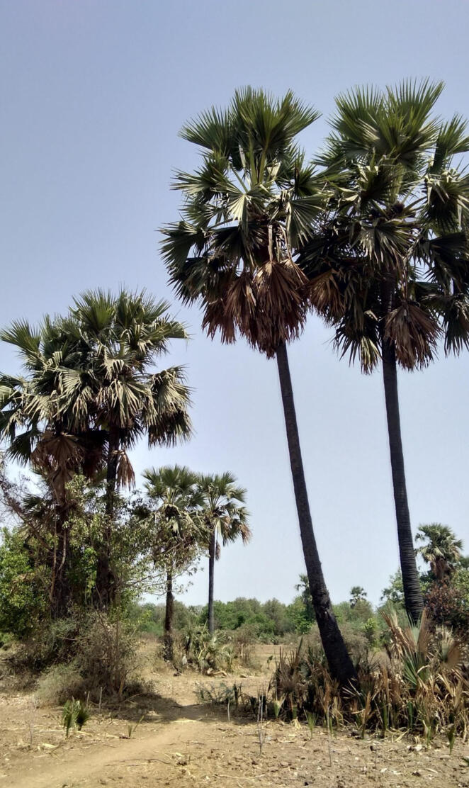 Gujarat fields