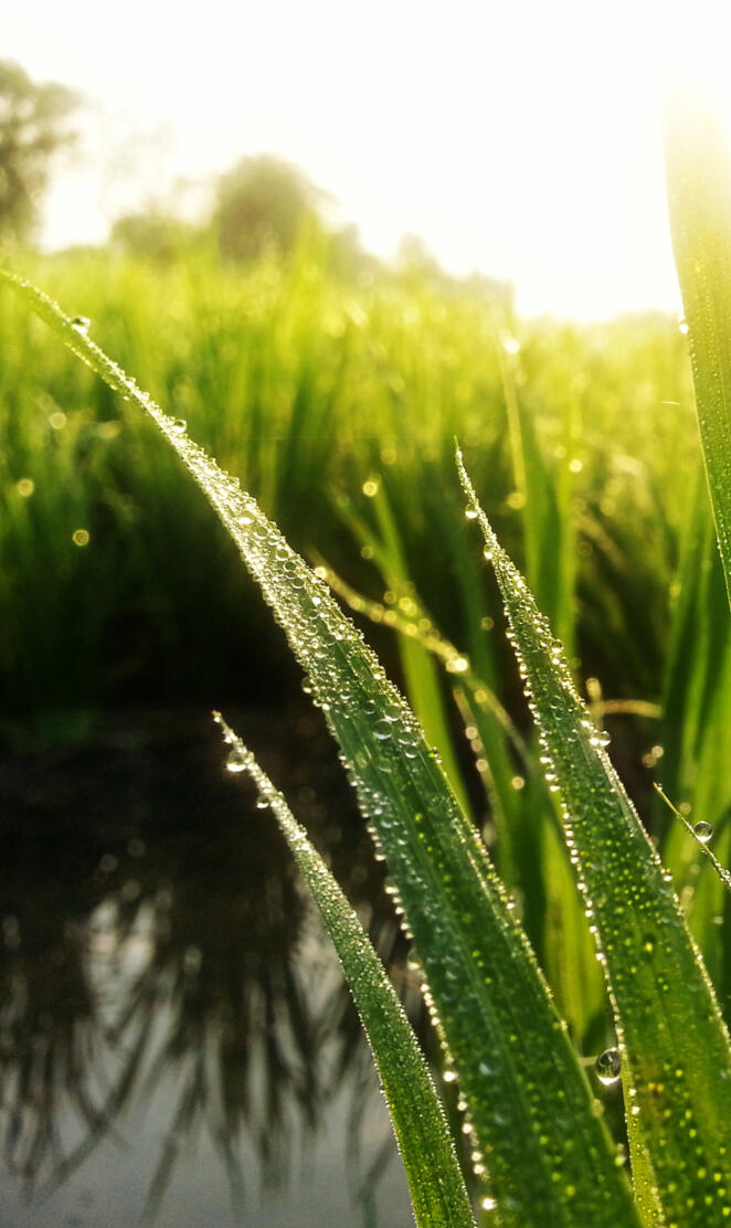 paddy field