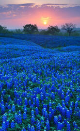 Bluebonnet Field