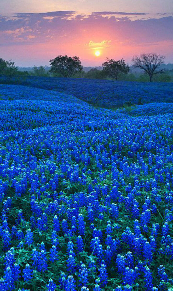 Bluebonnet Field