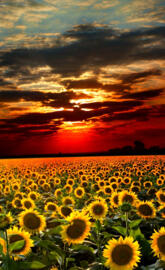 Sunflower Field