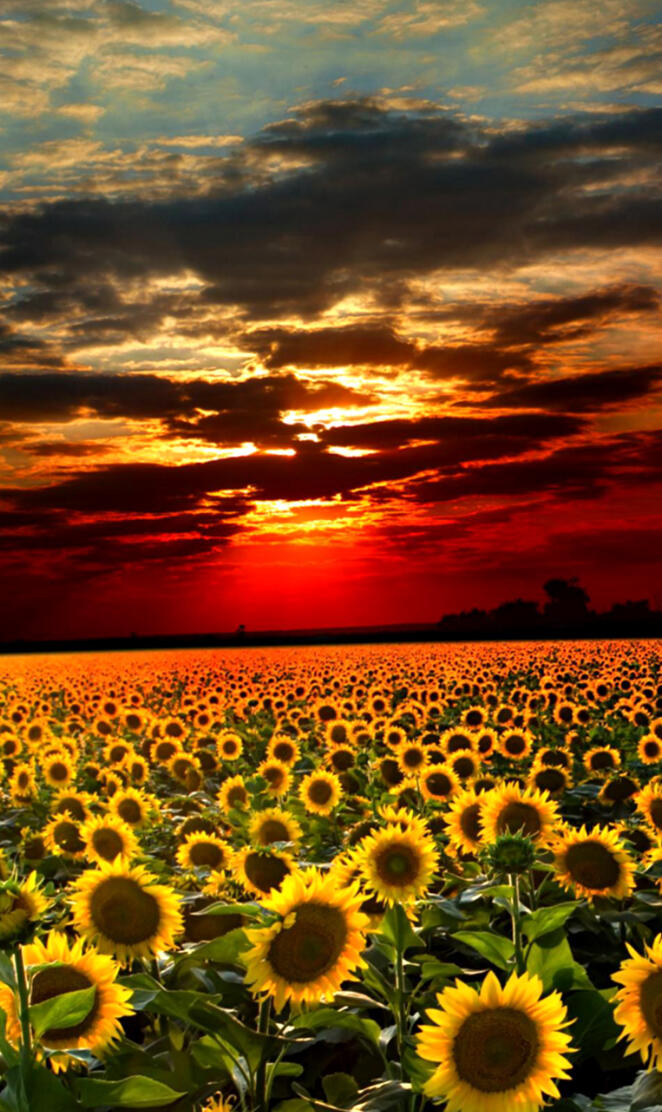 Sunflower Field