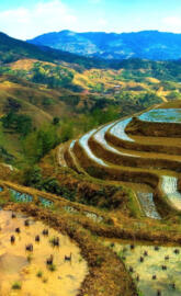 Mountains - Terraces