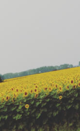 Field of sunflowers3