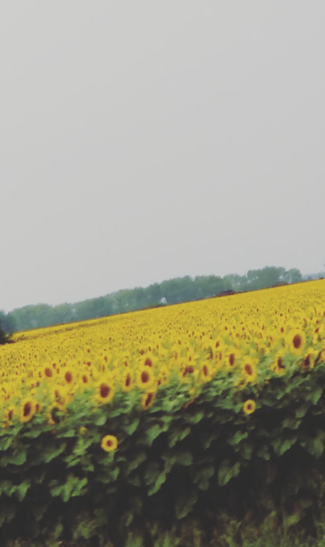 Field of sunflowers3