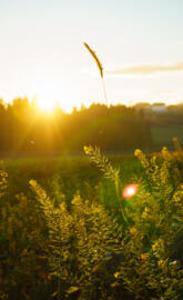 Sunset in the field