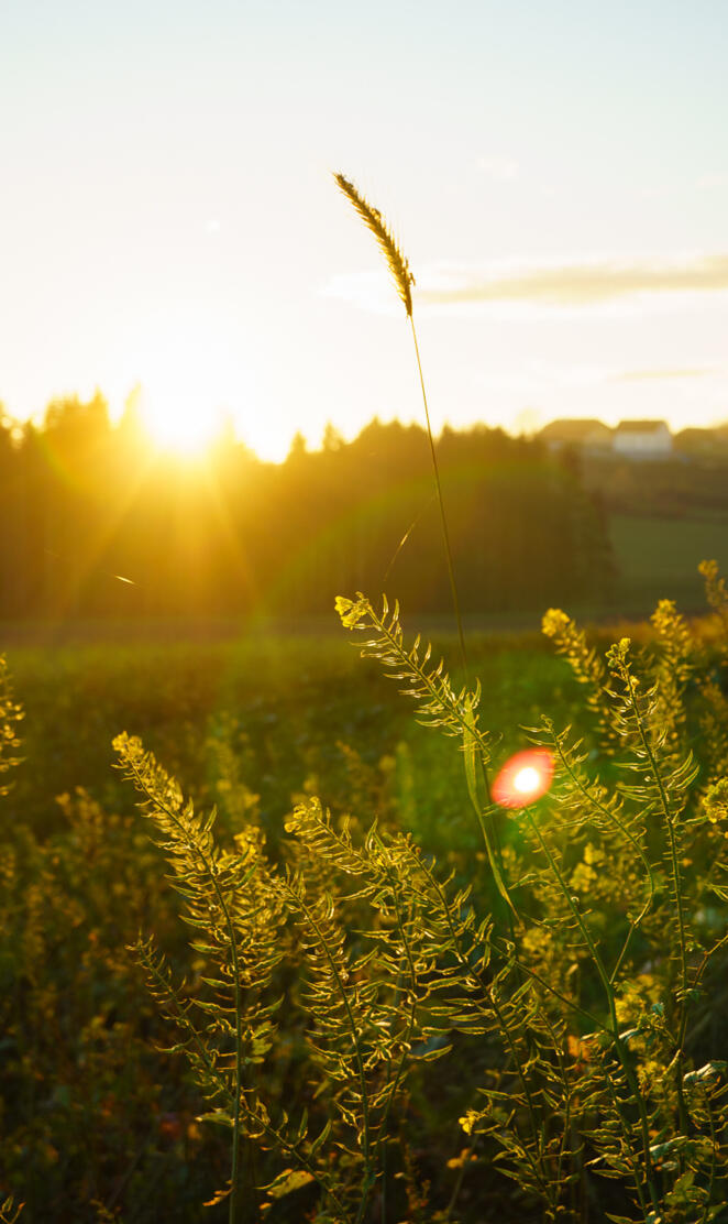 Sunset in the field