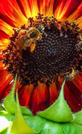 Bees on Sunflower