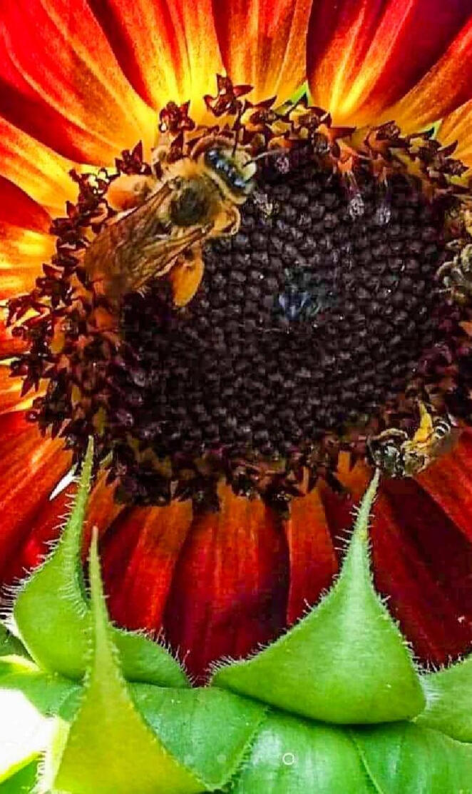 Bees on Sunflower