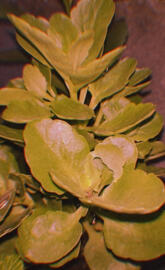 Suculenta zuculentosa