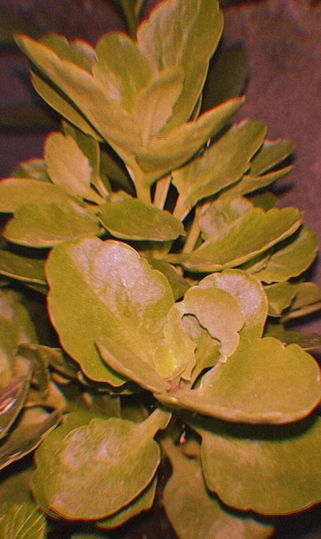 Suculenta zuculentosa