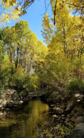 Up a Colorado Creek