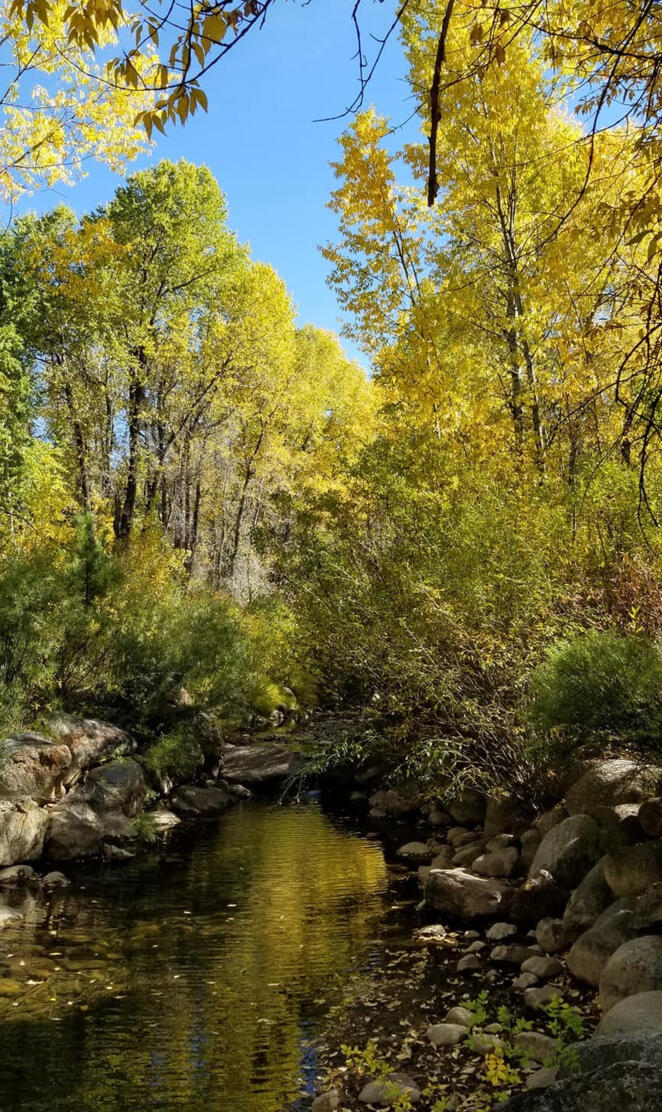 Up a Colorado Creek