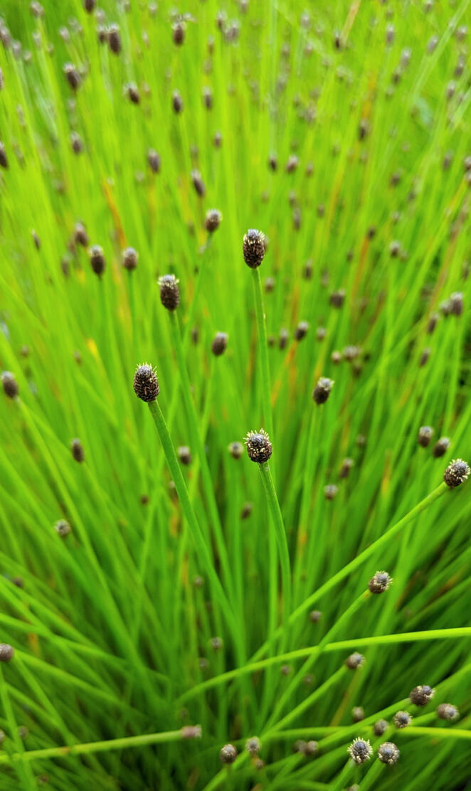 Eleocharis