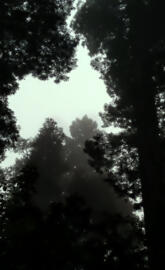 Deep in the Redwoods
