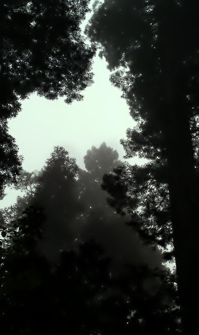 Deep in the Redwoods