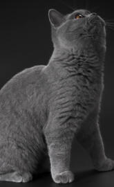 Gray Cat