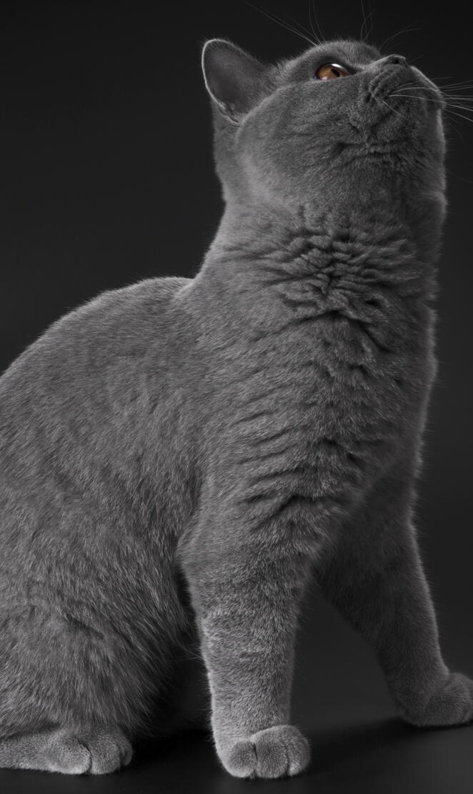 Gray Cat