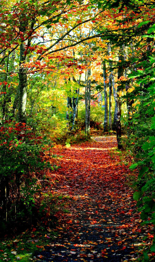 Autumn Path