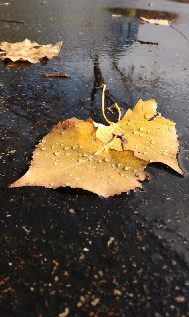 Leaves and droplets
