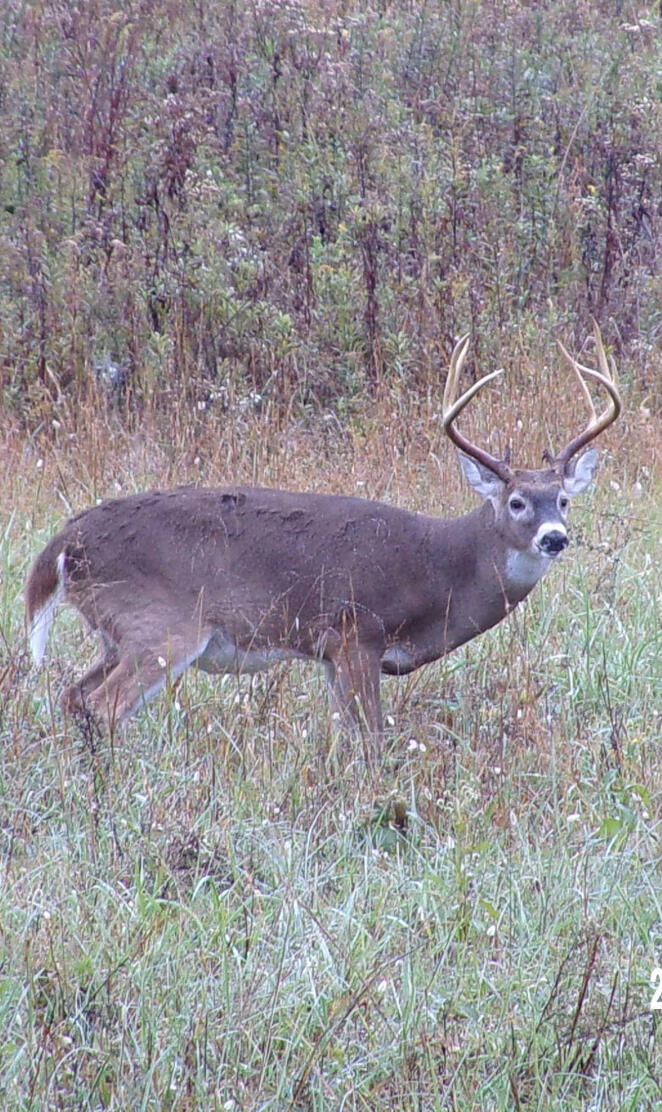 Deer Bucks 2