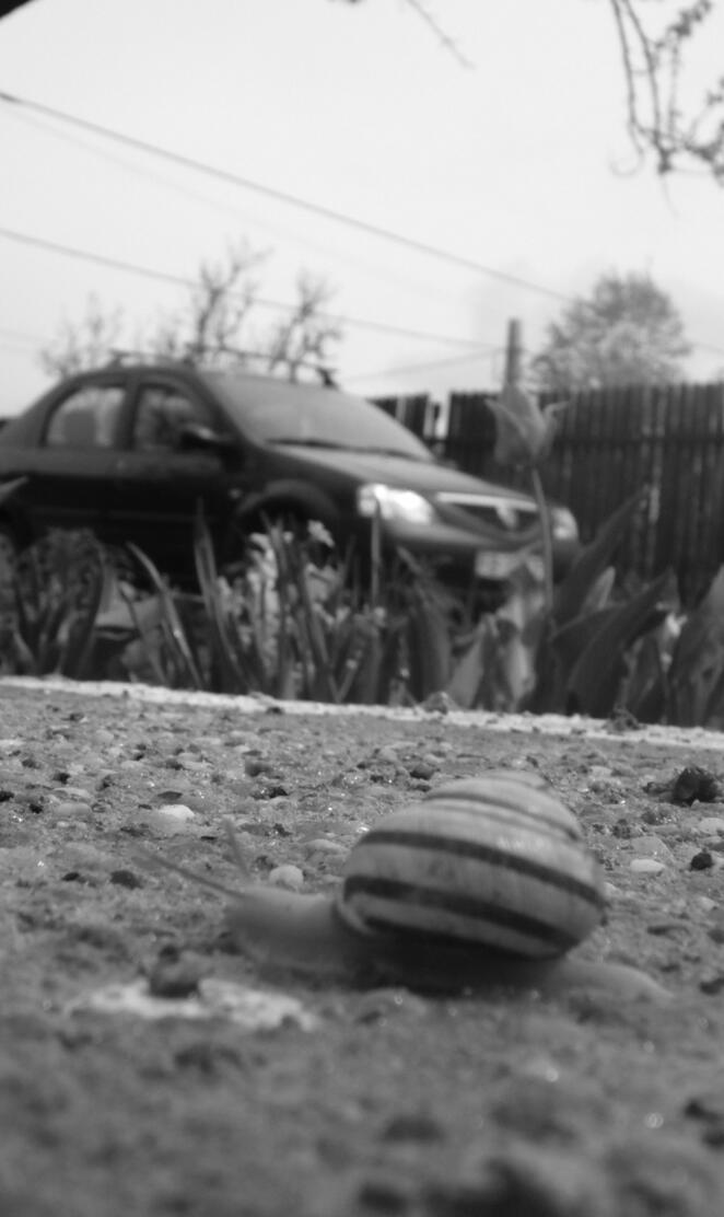 snail on dacia logan