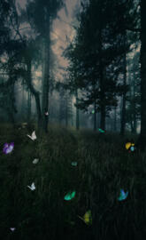 Butterflies In Forest