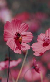pink flower bee