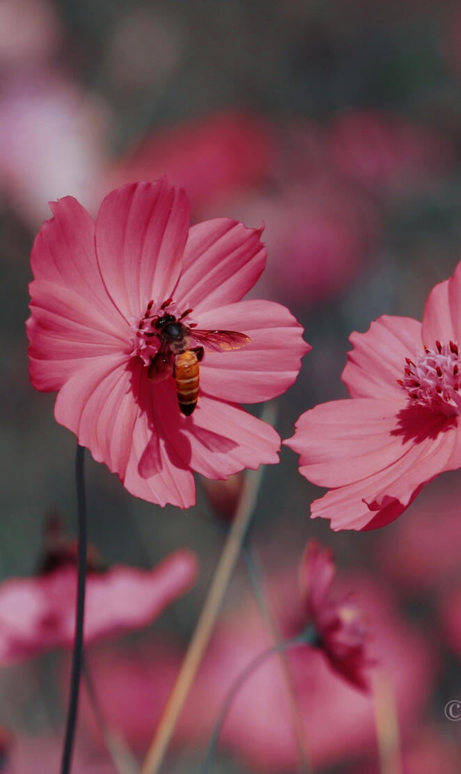 pink flower bee