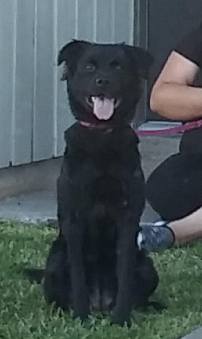 Black lab