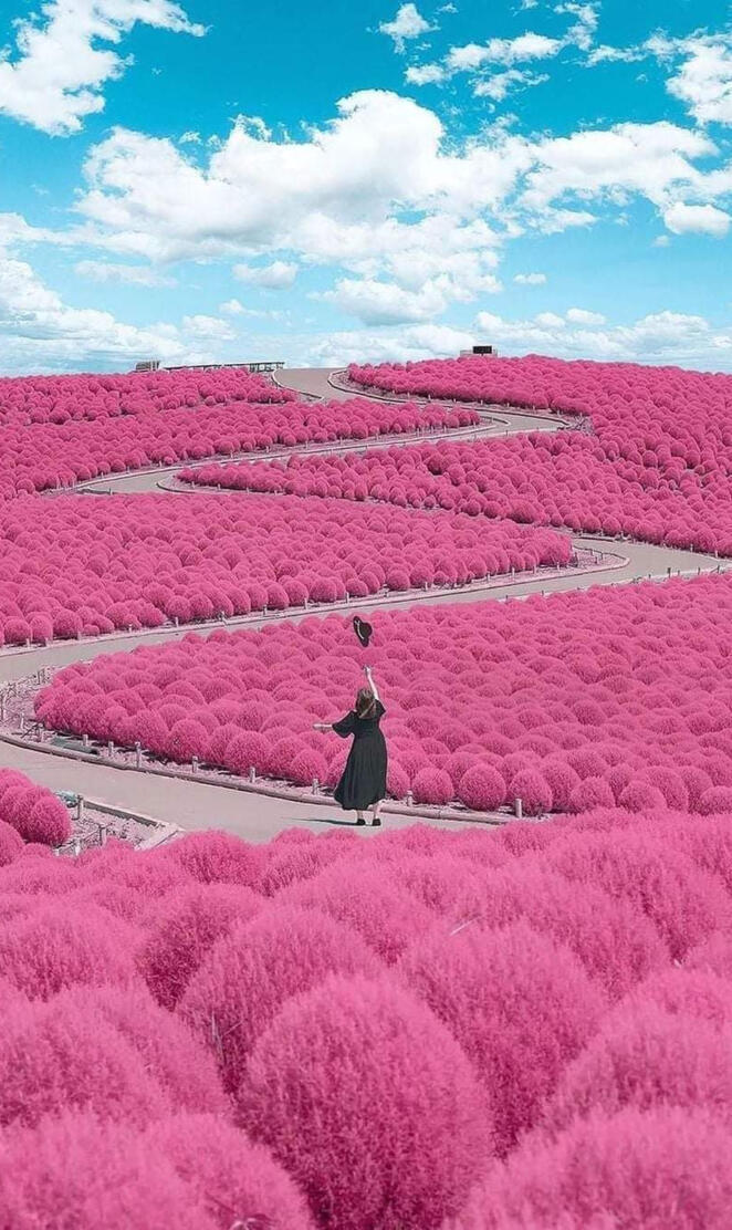 Hitachi seaside park