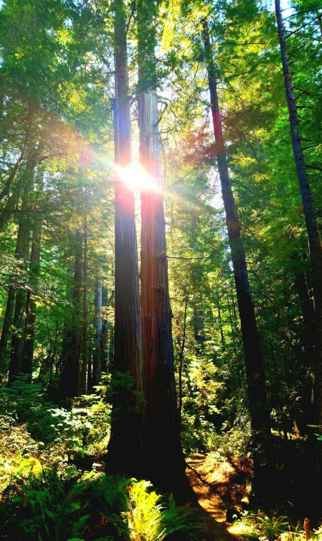 Sunlight in the trees