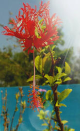 Red flower