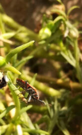 Insect on plant