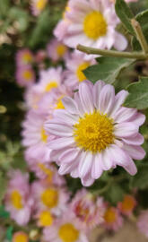 Nature's beauty
