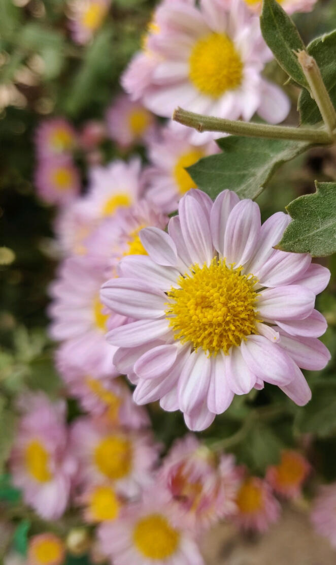 Nature's beauty