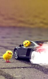muscle car chickens