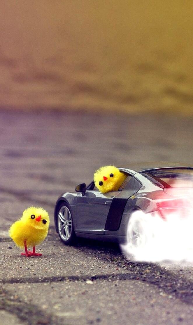 muscle car chickens