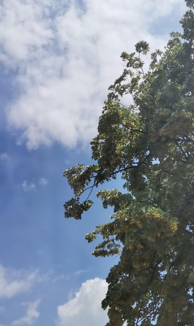 Cloud in the florest