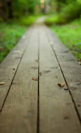 Wood Path