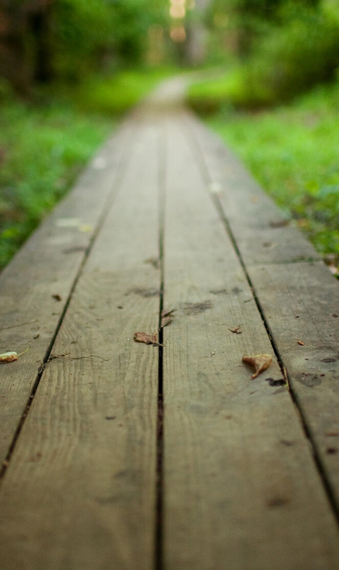 Wood Path