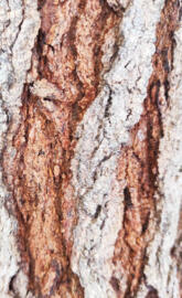 Tree Bark