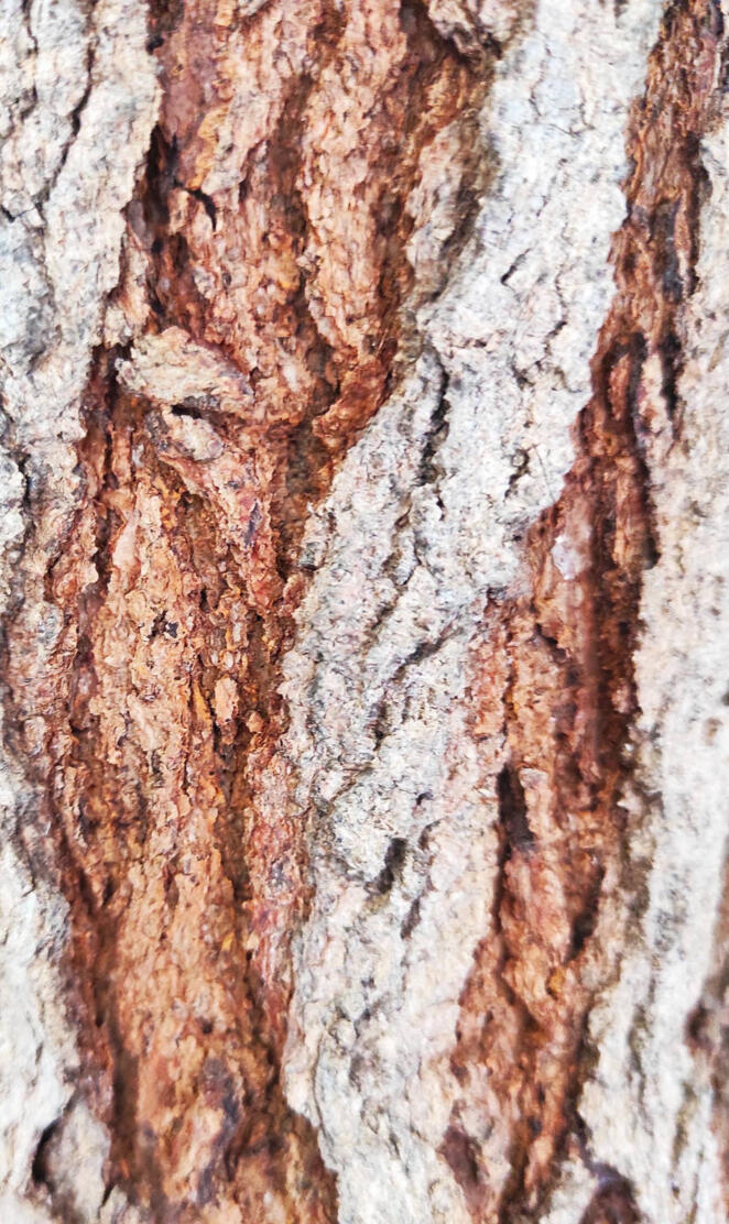 Tree Bark