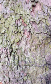 Bark