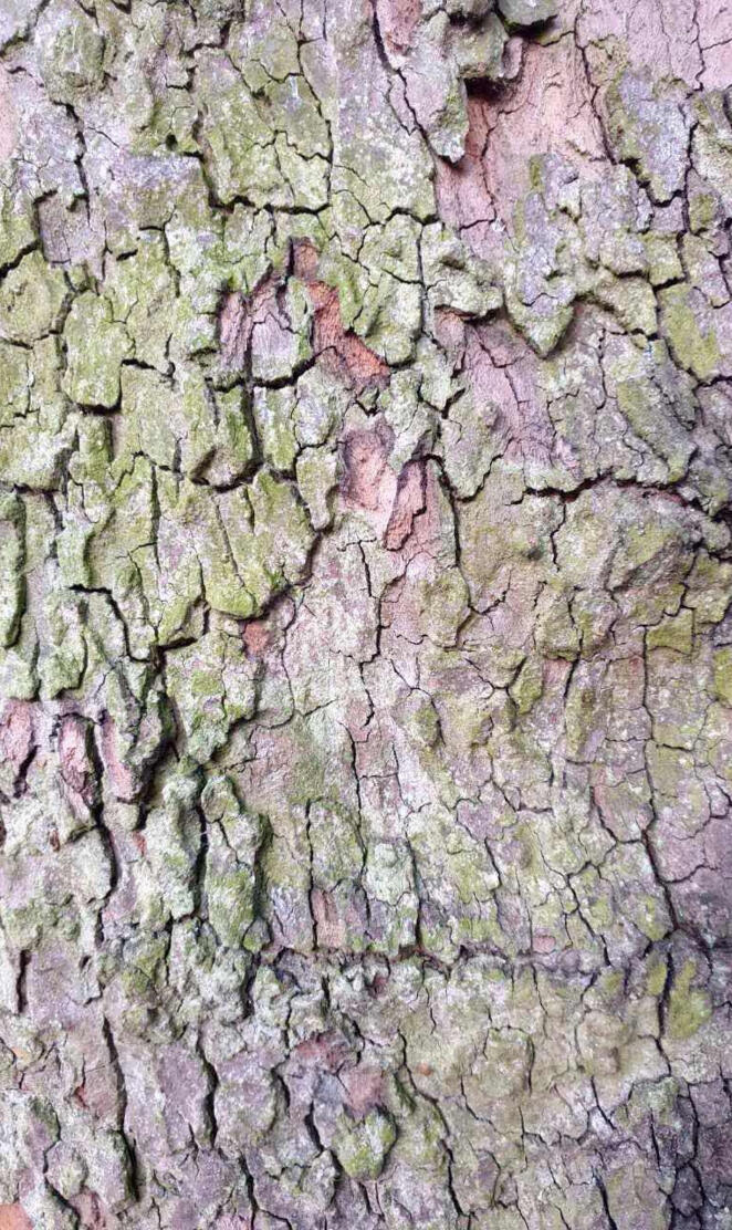 Bark